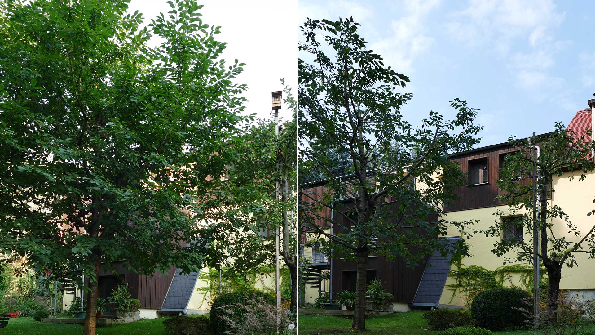 Ausästen Jung- und Obstbäumen - Baumarbeiten und Gartengestaltung F. Deppner